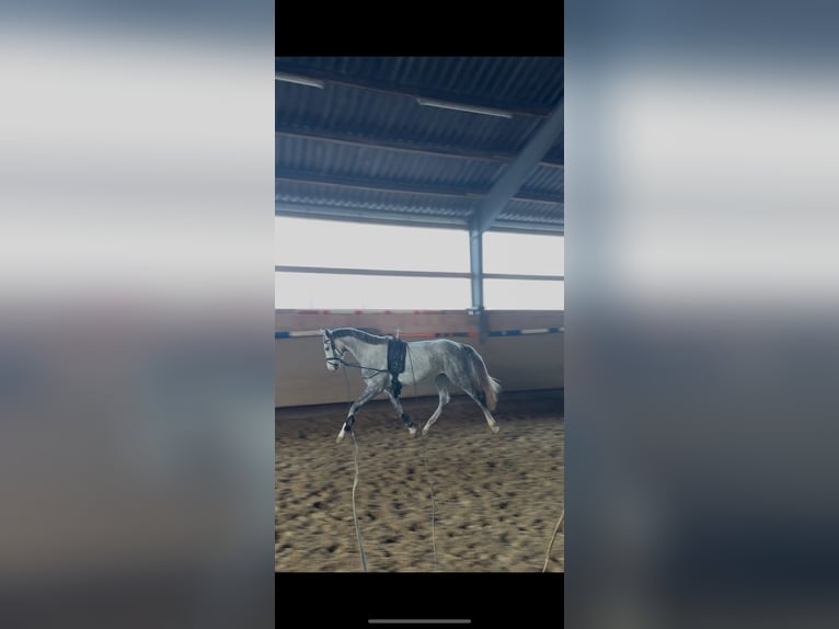 Zangersheide Stallone 4 Anni 165 cm Grigio in Germete