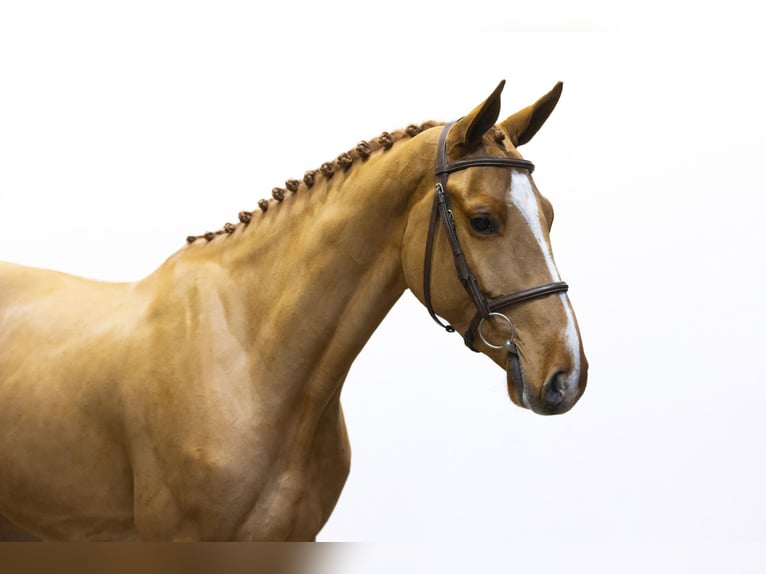 Zangersheide Stallone 4 Anni 166 cm Cremello in Waddinxveen