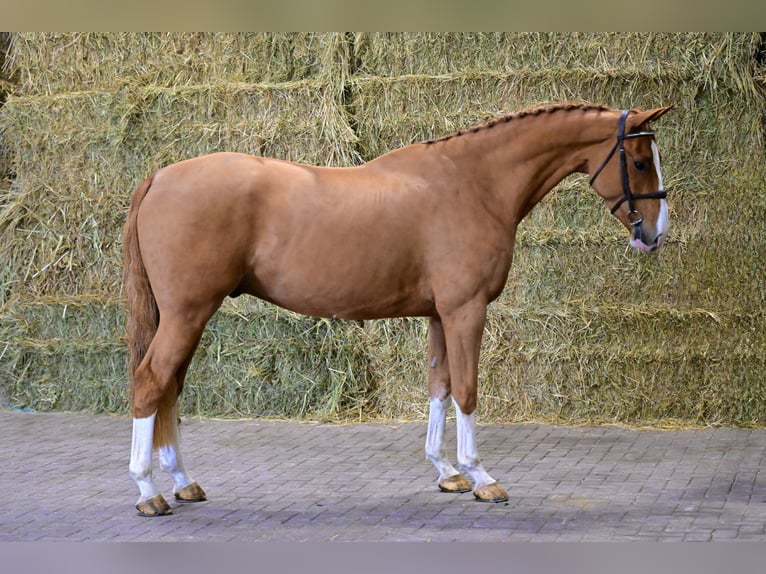 Zangersheide Stallone 4 Anni 169 cm Sauro in Bladel