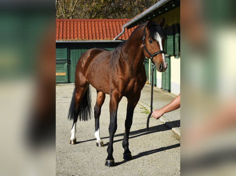 Zangersheide Stallone 4 Anni 170 cm Baio in Murska Soboda
