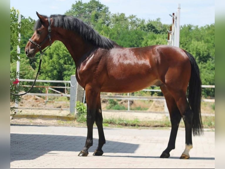 Zangersheide Stallone 4 Anni 170 cm Baio in Murska Soboda