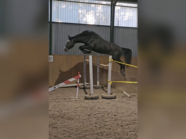 Zangersheide Stallone 4 Anni 170 cm Grigio in Halbenrain