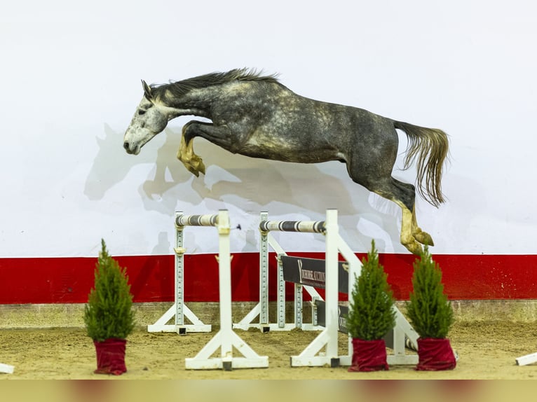 Zangersheide Stallone 4 Anni 170 cm Grigio in Waddinxveen