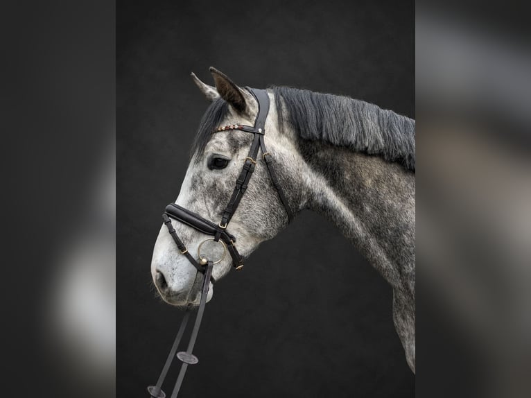 Zangersheide Stallone 4 Anni 170 cm Grigio pezzato in Königsbach-Stein