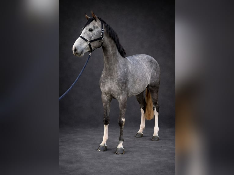 Zangersheide Stallone 4 Anni 170 cm Grigio pezzato in Königsbach-Stein