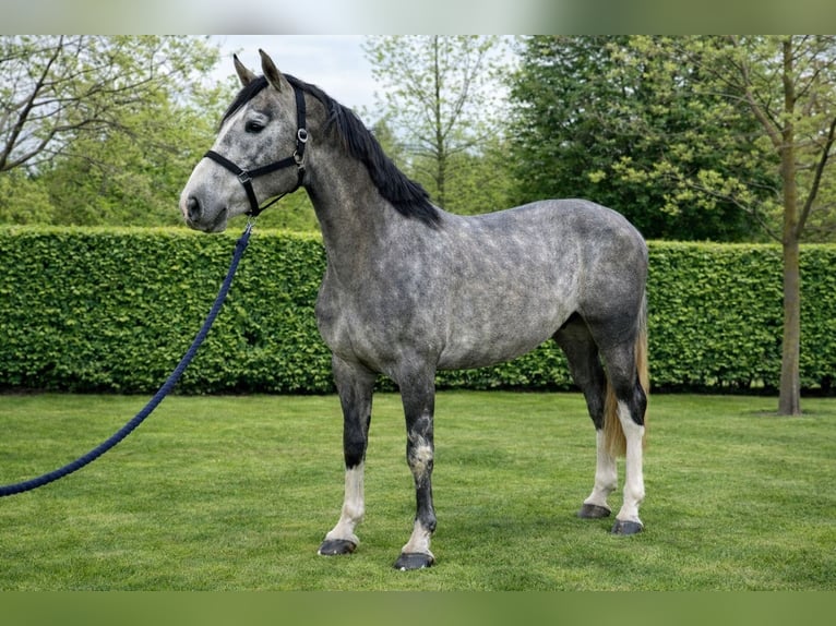 Zangersheide Stallone 4 Anni 170 cm Grigio pezzato in Königsbach-Stein