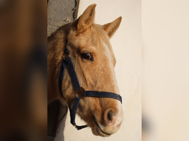Zangersheide Stallone 4 Anni 170 cm Palomino in Beaumont pied-de-boeuf
