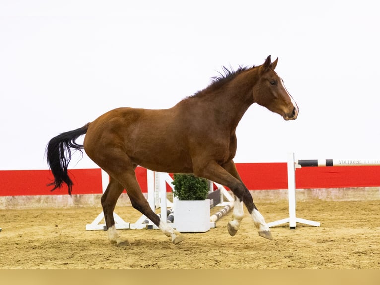 Zangersheide Stallone 4 Anni 171 cm Baio in WaddinxveenWaddinxveen