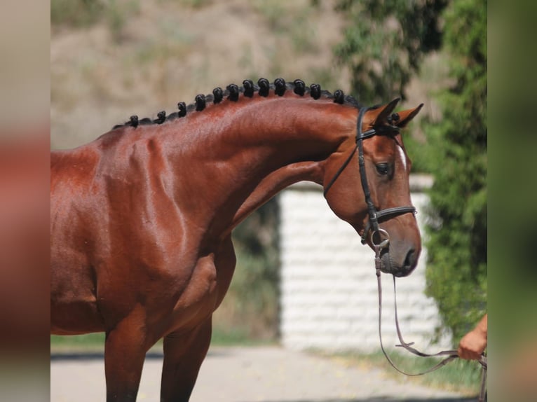 Zangersheide Stallone 4 Anni 172 cm Baio in Borstorf