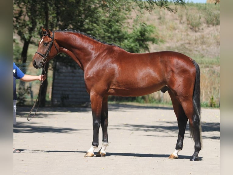 Zangersheide Stallone 4 Anni 172 cm Baio in Borstorf