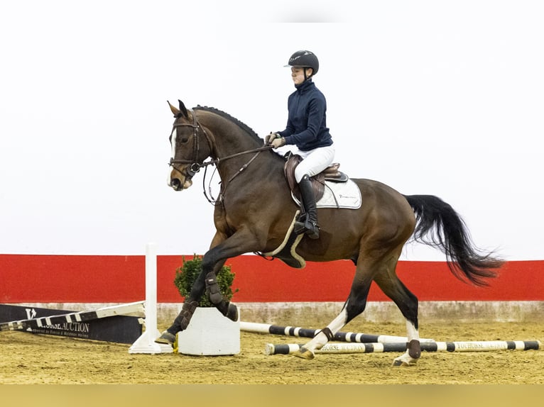 Zangersheide Stallone 4 Anni 172 cm  in Waddinxveen