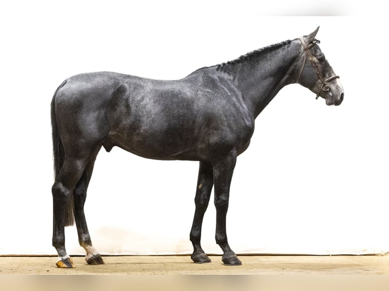 Zangersheide Stallone 4 Anni 172 cm Grigio in Waddinxveen