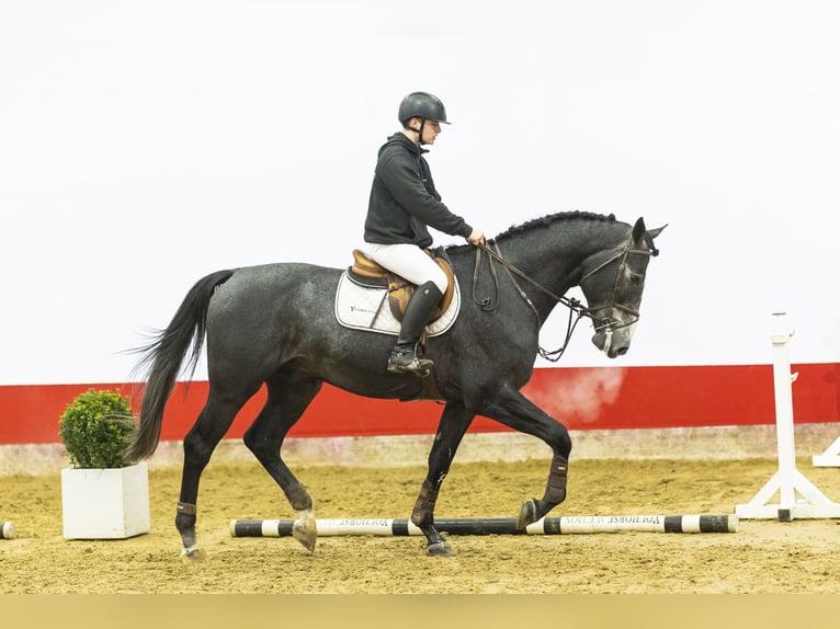 Zangersheide Stallone 4 Anni 172 cm Grigio in Waddinxveen