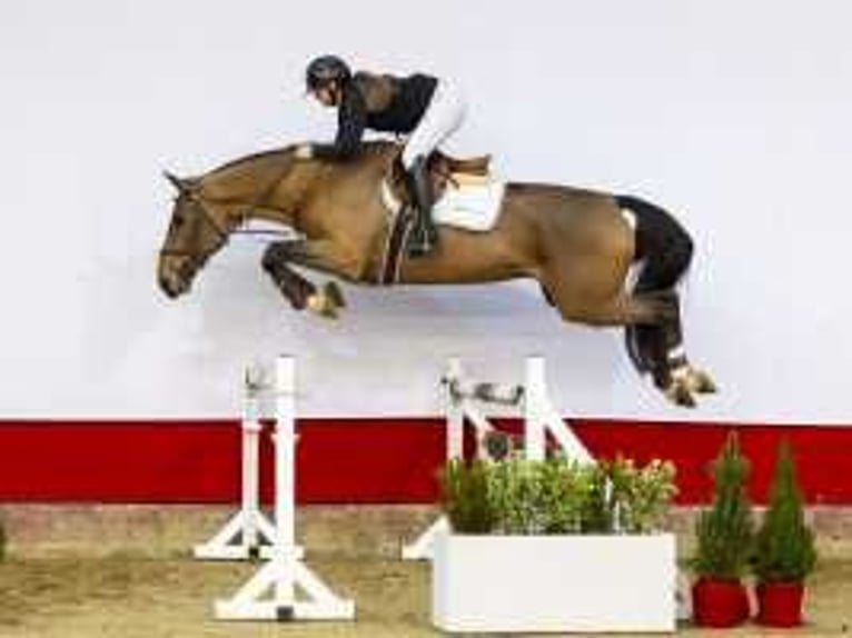 Zangersheide Stallone 4 Anni 173 cm Baio in Waddinxveen