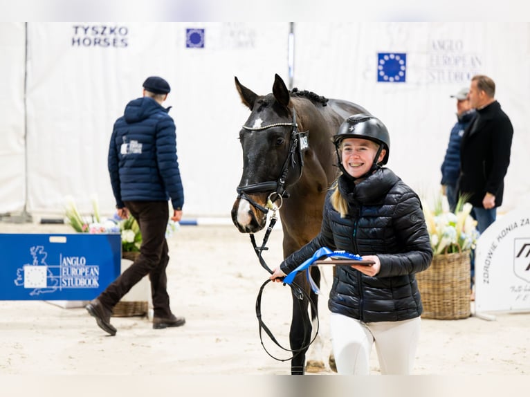 Zangersheide Stallone 4 Anni 173 cm Baio scuro in Wysogotowo