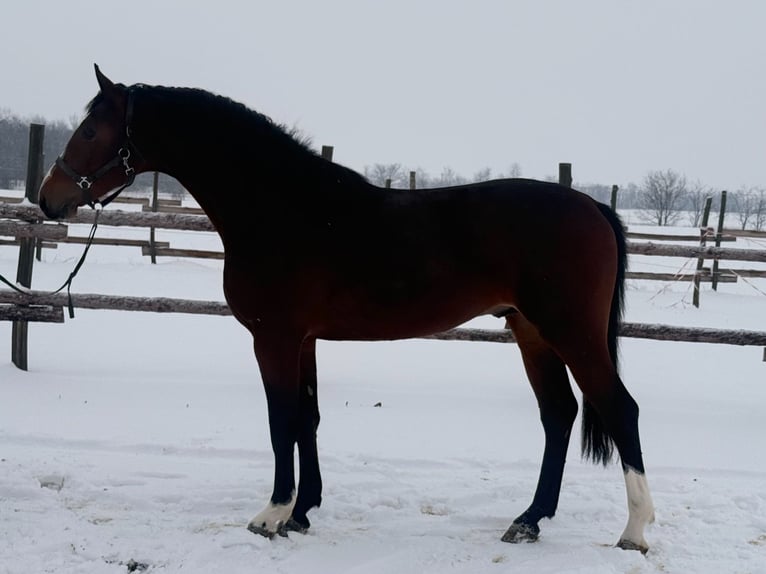 Zangersheide Stallone 4 Anni 174 cm Baio scuro in Gyula