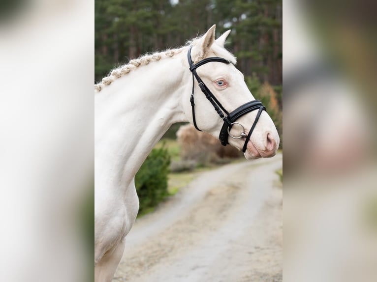 Zangersheide Stallone 5 Anni 157 cm Cremello in Bytom