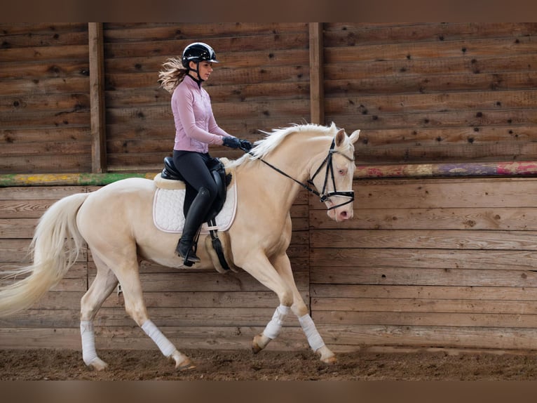 Zangersheide Stallone 5 Anni 157 cm Cremello in Bytom