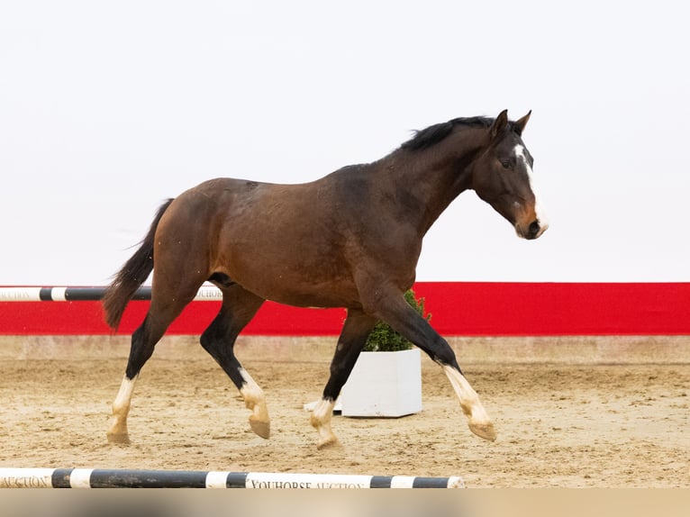 Zangersheide Stallone 5 Anni 160 cm in Waddinxveen