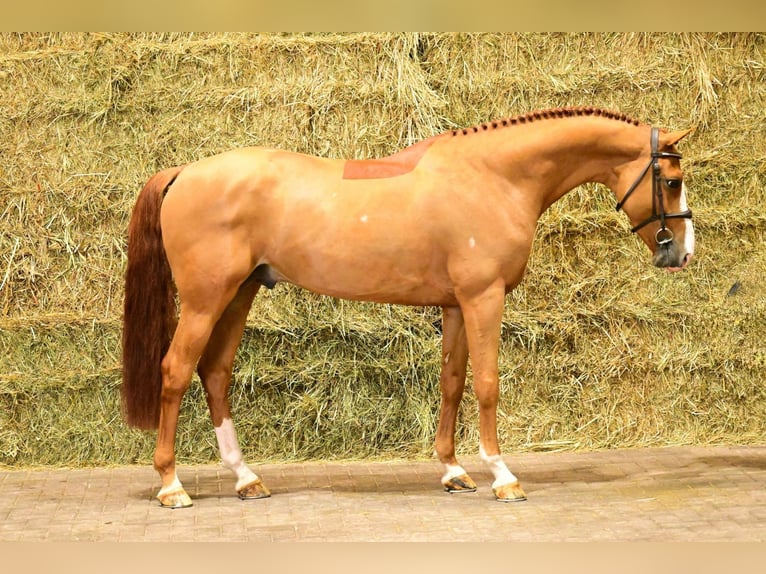 Zangersheide Stallone 5 Anni 164 cm Sauro in Bladel