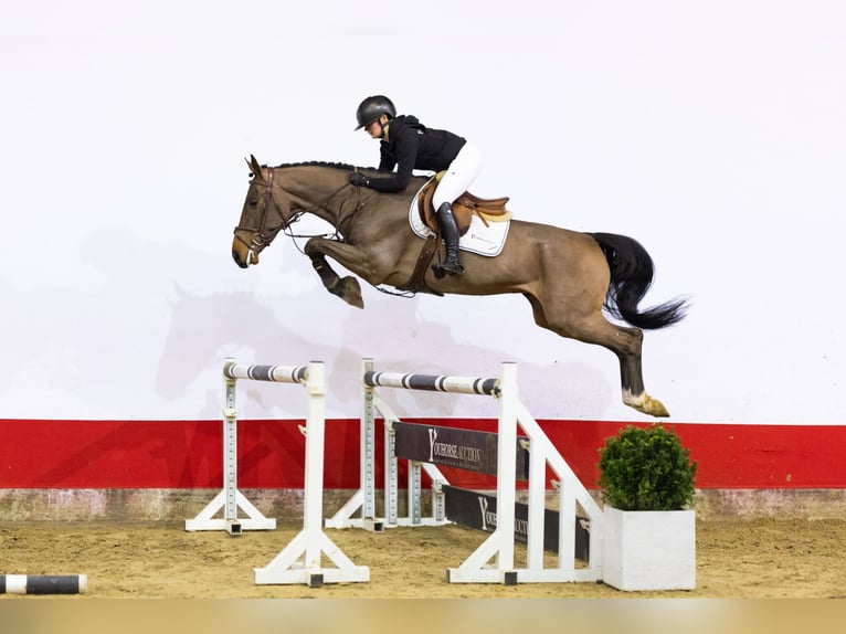 Zangersheide Stallone 5 Anni 165 cm Baio in Waddinxveen