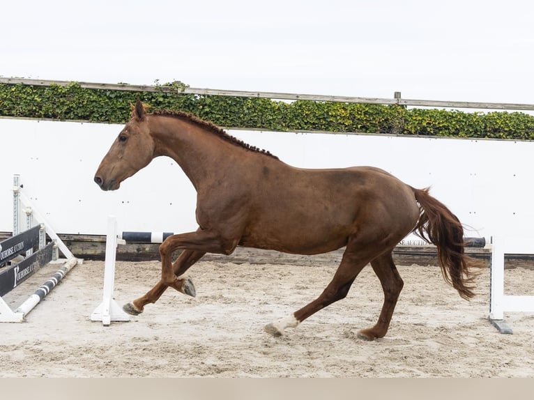 Zangersheide Stallone 5 Anni 167 cm  in Waddinxveen