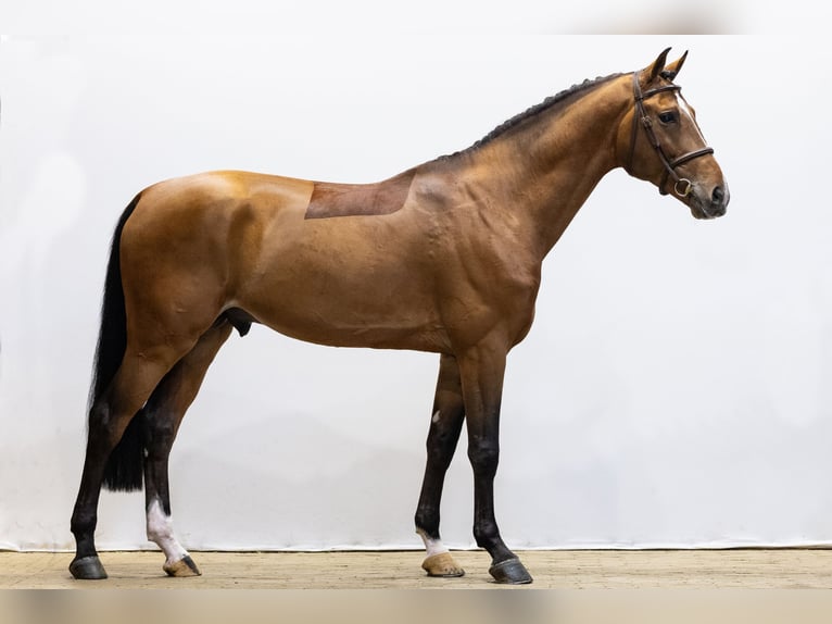 Zangersheide Stallone 5 Anni 169 cm in Waddinxveen