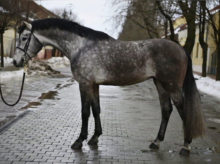 Zangersheide Stallone 5 Anni 170 cm Grigio in Szarvas