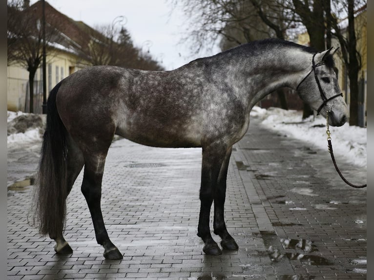 Zangersheide Stallone 5 Anni 170 cm Grigio in Szarvas