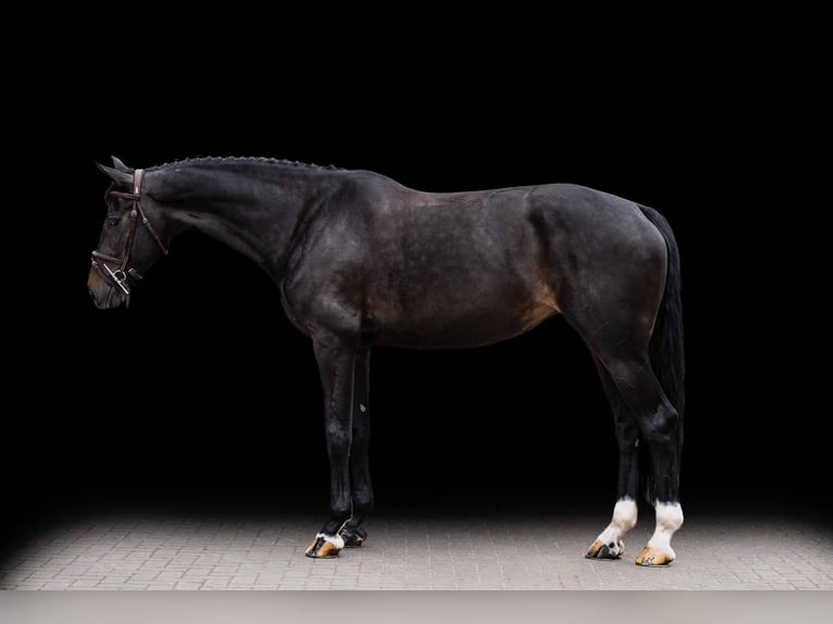 Zangersheide Stallone 7 Anni 171 cm Baio scuro in Zülpich