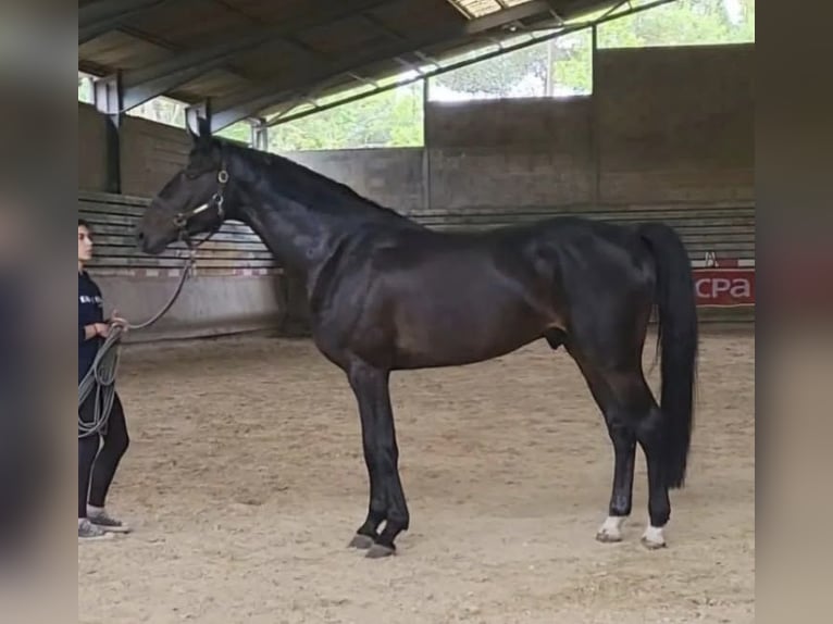 Zangersheide Stallone 7 Anni 172 cm Baio nero in Montpellier