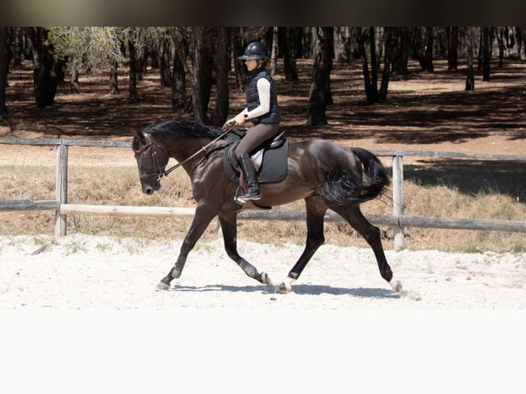 Zangersheide Stallone 7 Anni 172 cm Baio nero in Montpellier