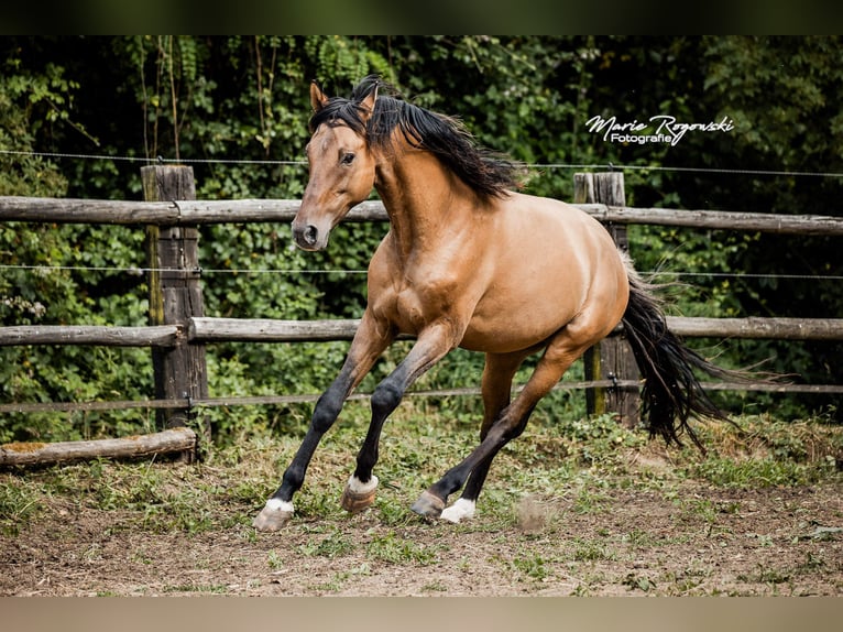 Zangersheide Stallone 8 Anni 163 cm Falbo in Beaumont-Pied-de-Buf