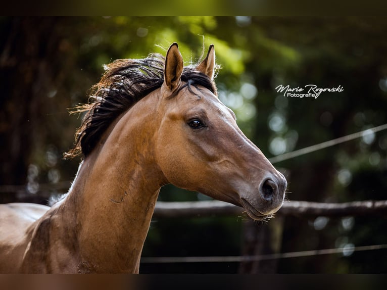 Zangersheide Stallone 8 Anni 163 cm Falbo in Beaumont-Pied-de-Buf