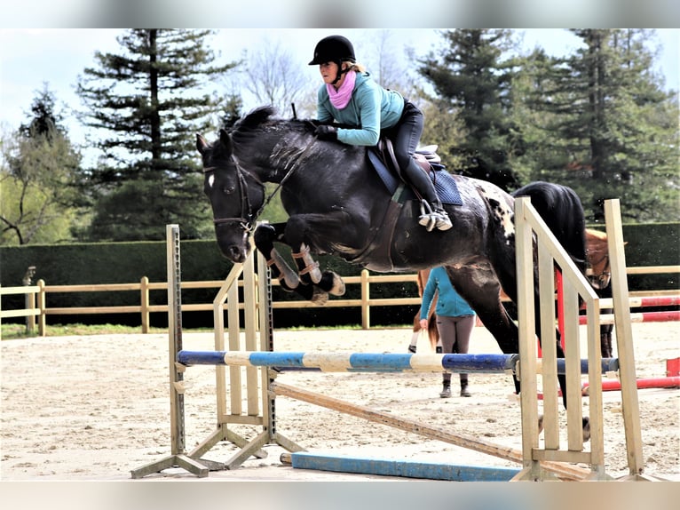 Zangersheide Stallone 8 Anni 175 cm Leopard in Saint Bonnet de Bellac