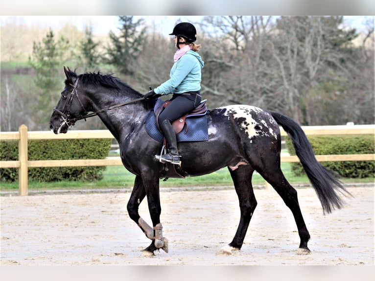 Zangersheide Stallone 8 Anni 175 cm Leopard in Saint Bonnet de Bellac