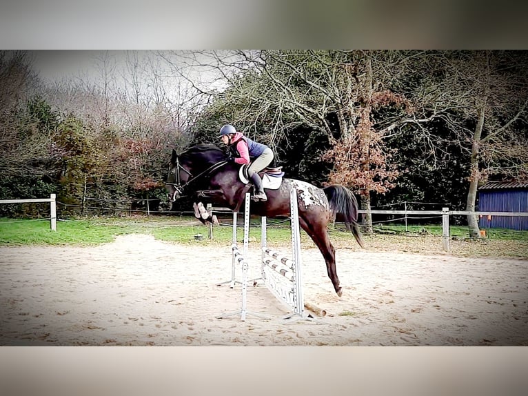 Zangersheide Stallone 8 Anni 175 cm Leopard in Saint Bonnet de Bellac