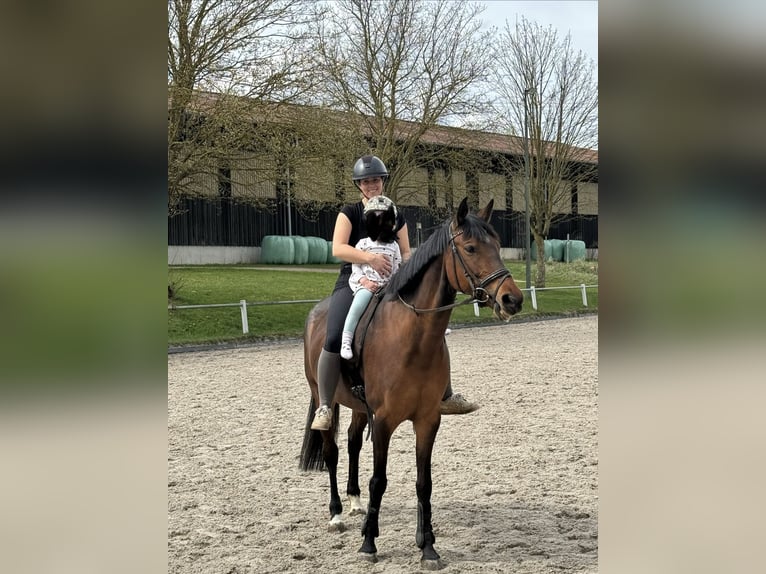 Zangersheide Stallone 9 Anni 160 cm Baio in Hof