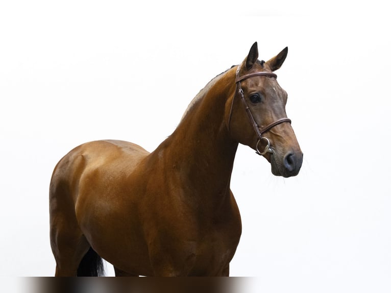 Zangersheide Stallone 9 Anni 165 cm Baio in Waddinxveen