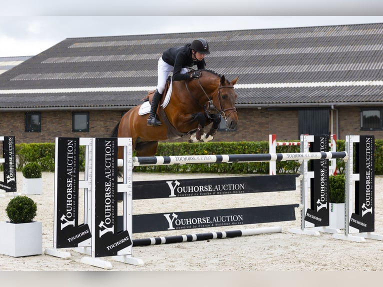 Zangersheide Stallone 9 Anni 165 cm Baio in Waddinxveen