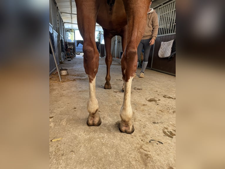 Zangersheide Stallone 9 Anni 167 cm Sauro in GROTE-BROGEL
