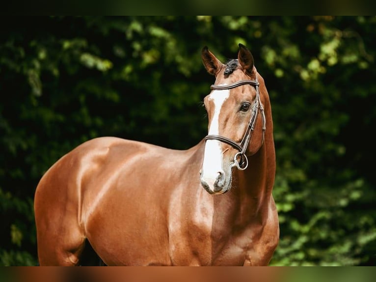 Zangersheide Stallone 9 Anni 172 cm Baio in Riedstadt