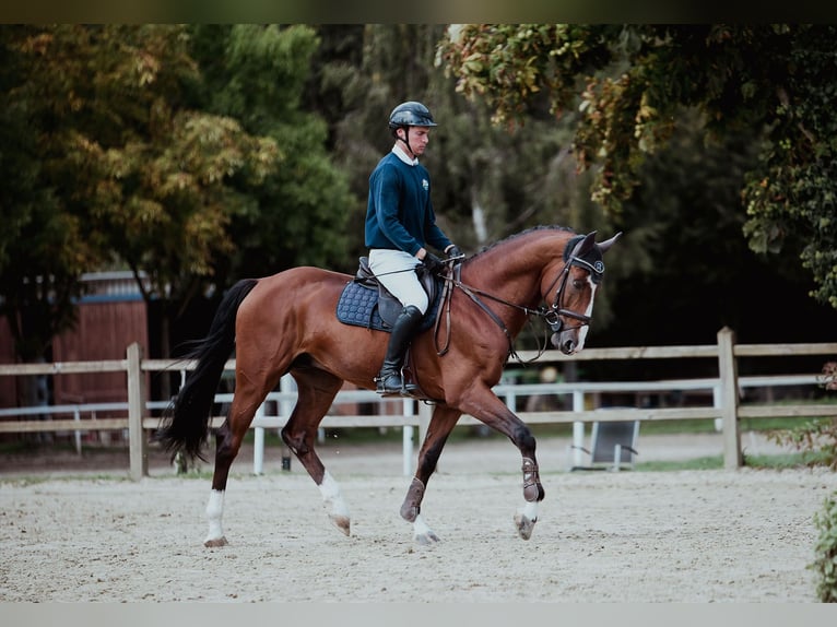 Zangersheide Stallone 9 Anni 172 cm Baio in Riedstadt