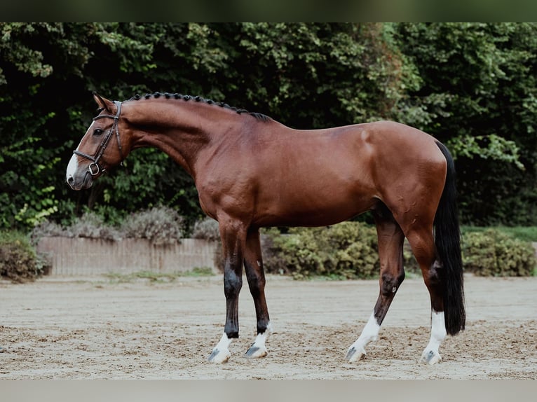 Zangersheide Stallone 9 Anni 172 cm Baio in Riedstadt