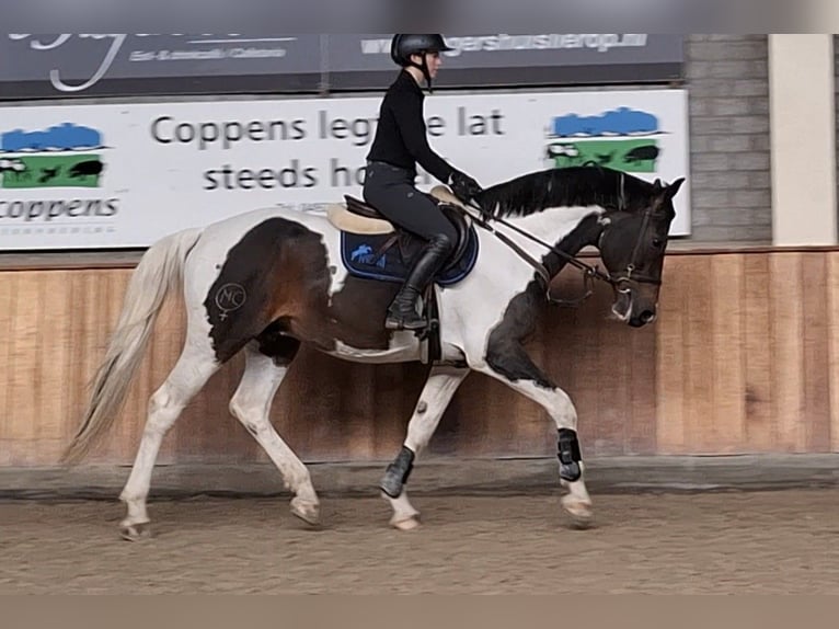 Zangersheide Stallone Pezzato in Asten