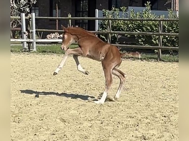 Zangersheide Stallone Puledri (04/2025) 125 cm Sauro in Kevelaer