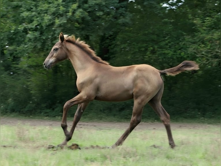 Zangersheide Stallone Puledri (04/2026) 165 cm Leopard in Herrnburg