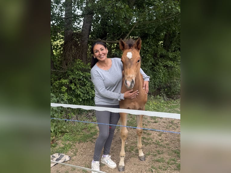 Zangersheide Stallone  168 cm Baio in Buch