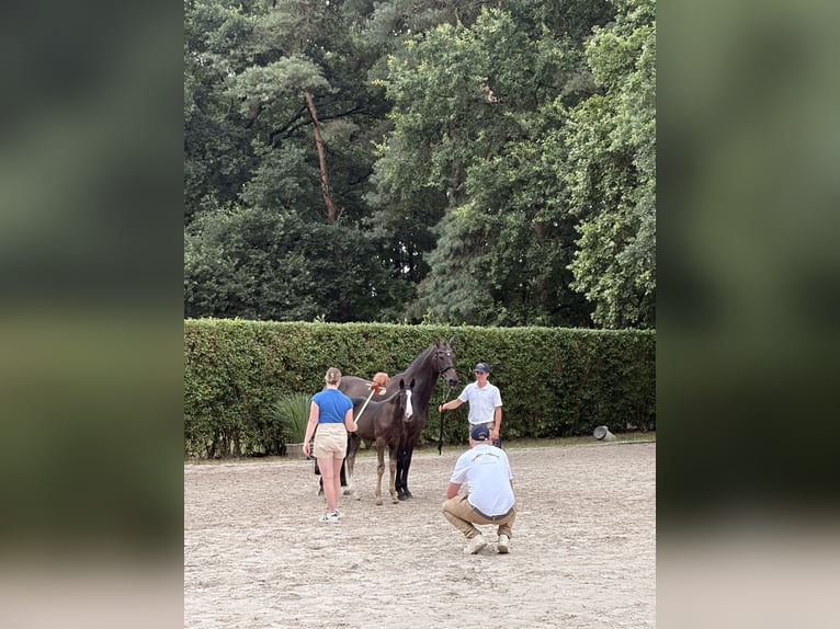 Zangersheide Stallone Puledri (04/2026) 168 cm Baio scuro in Zülpich