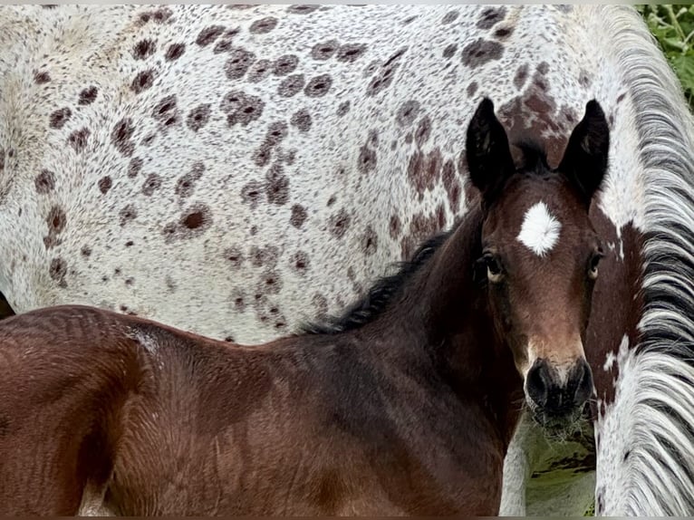 Zangersheide Stallone Puledri (06/2026) 168 cm Leopard in Osterbruch